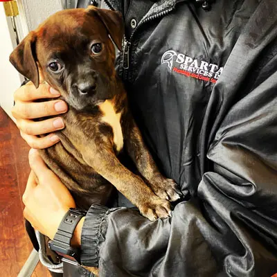 puppy in the arms of an employee