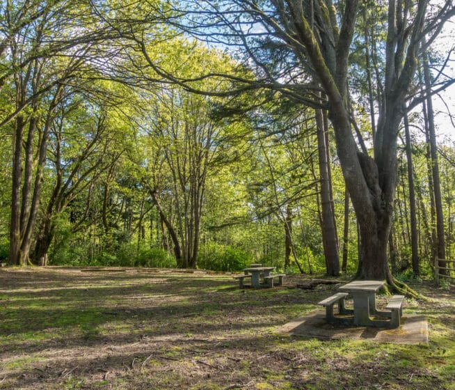 Two empty concrete picnic tables sit under tall trees in a sunlit, wooded park area with patches of grass and dirt.