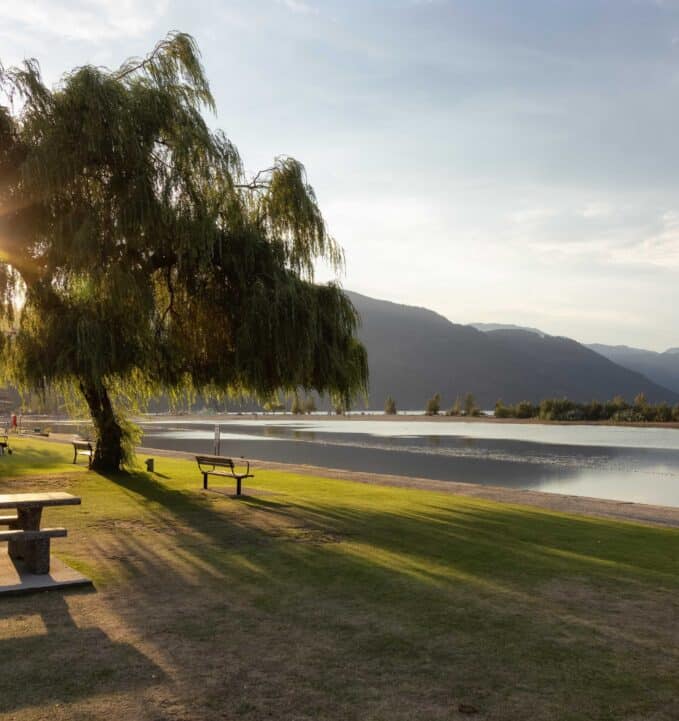 A large willow tree casts shadows on a grassy area beside a calm lake, with mountains in the background under a partly cloudy sky.