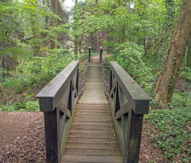A wooden footbridge with rope railings crosses through a lush, green forest with dense trees and ground vegetation.