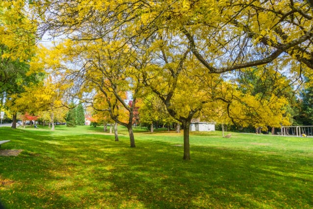 A park with green grass, yellow-leaved trees, and scattered sunlight. A swing set and a small white building are visible in the background.