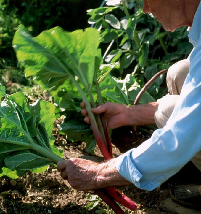 A person harvesting leafy green vegetables from a garden, holding stalks with both hands.