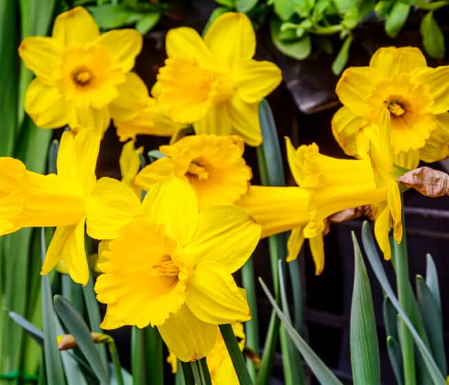 A cluster of bright yellow daffodil flowers with green stems and leaves, some with brown edges, set against a dark background.