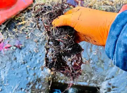 Gloved hand holding a mass of tree roots pulled from a sewer line opening