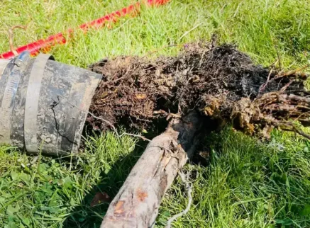 Tree roots pulled from inside a sewer pipe in Tacoma